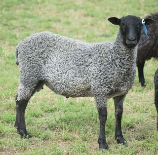 Ram lambs for Sale, 2023. Ready for breeding.