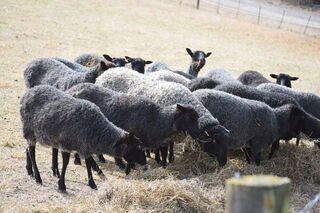 Gotland ewes for sale with 50% Swedish Genetics