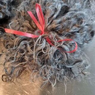 LIMITED edition washed and separated Swedish Gotland Ewe Lamb Locks