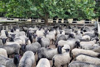 50% Swedish , 50% NZ Gotland ewes