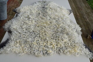 Sheepskin no 4